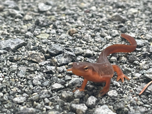 Eastern Newt
