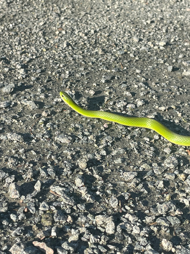 Smooth Greensnake