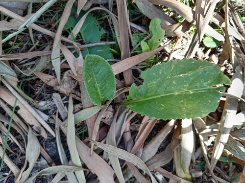 Senecio pulcher