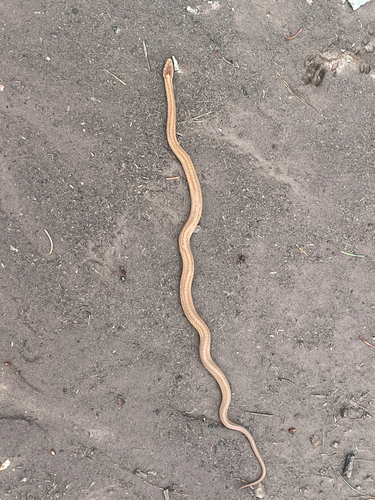 Northern Redbelly Snake
