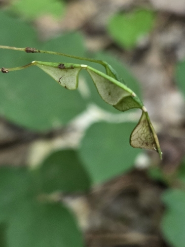 naked-flowered tick-trefoil