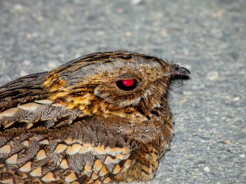 Red-necked Nightjar
