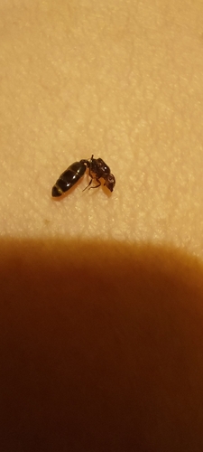 European Gate-keeper Ant