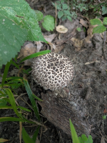 Strobilomyces confusus