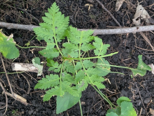 rattlesnake fern