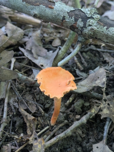 Cantharellus corallinus