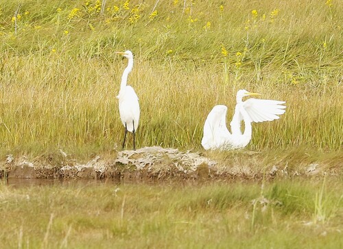 Great Egret