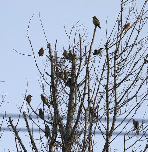 Cedar Waxwing