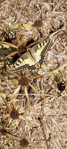 Old World Swallowtail