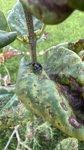 Bold Jumping Spider