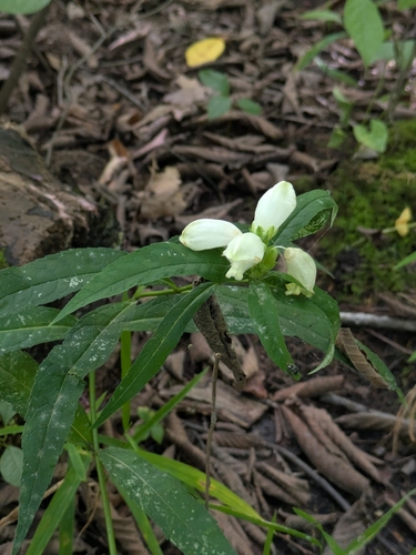 white turtlehead