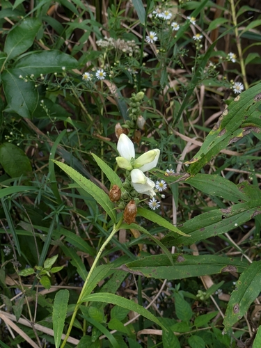 white turtlehead