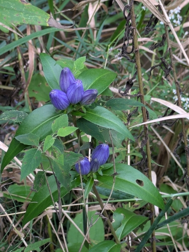 closed bottle gentian