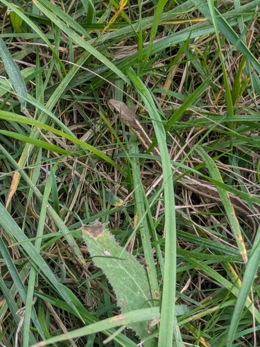 Eastern Garter Snake