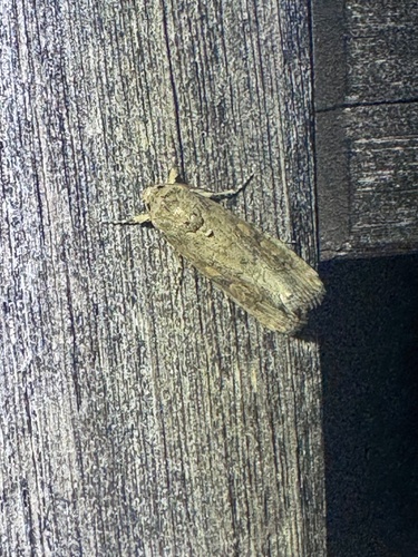 Beet Armyworm Moth