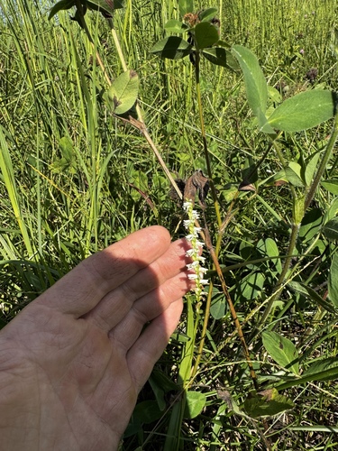 Slender Ladies' Tresses