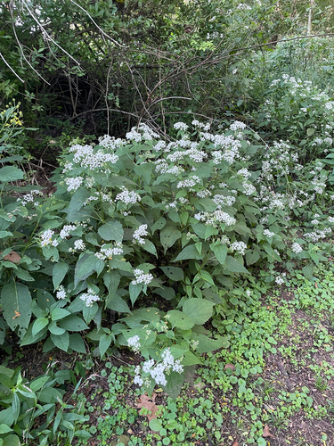 white snakeroot