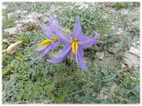 fancy nightshade (Solanum tenuipes)