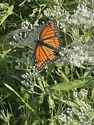 Viceroy