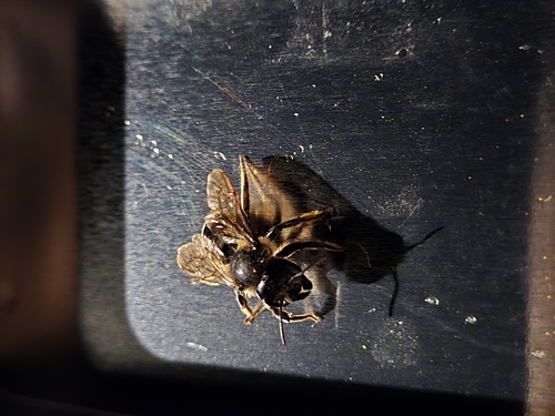 Leafcutter, Mortar, and Resin Bees
