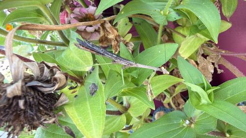 Carolina Mantis