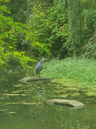 Great Blue Heron