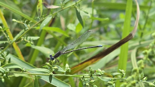 Blue-fronted Dancer