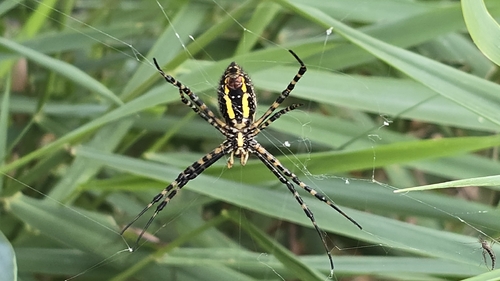 Banded Garden Spider