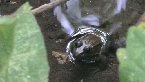 Green Frog