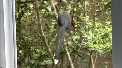 Green-billed Malkoha