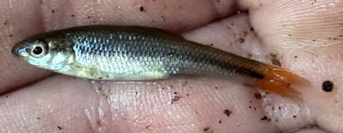 Bluehead Chub