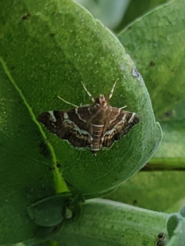 Spotted Beet Webworm Moth