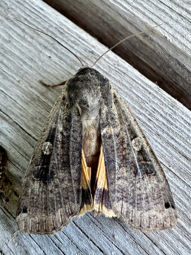 Large Yellow Underwing