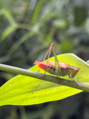 Short-winged Meadow Katydid