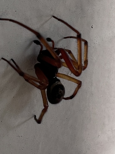 Noble False Widow