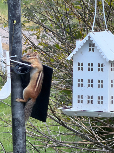 Eastern Chipmunk