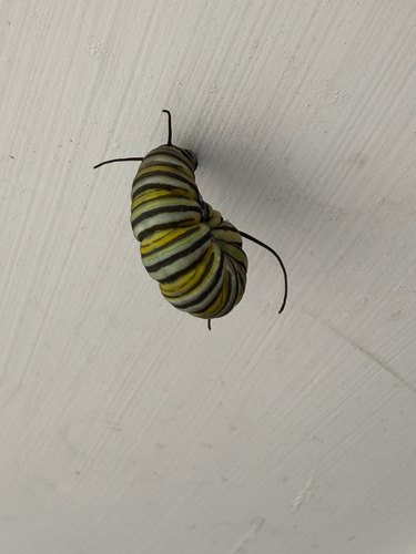 Monarch