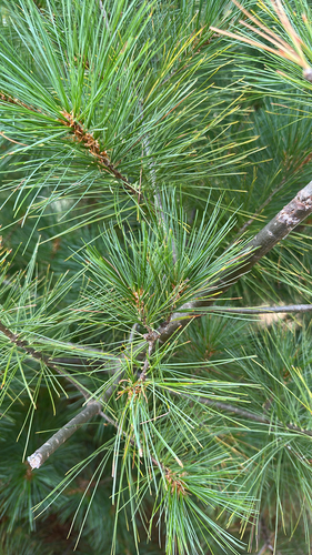 eastern white pine