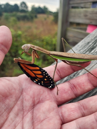 Chinese Mantis