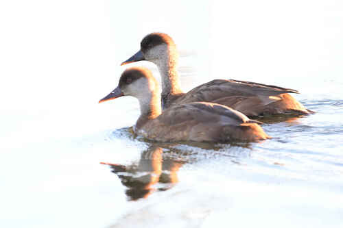 Red-crested Pochard