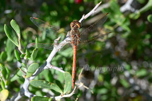 Vagrant Darter