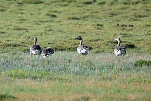 Greylag Goose