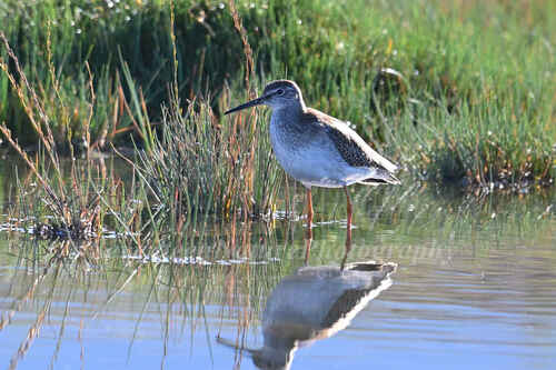 Common Redshank