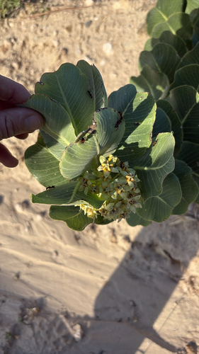 broadleaf milkweed