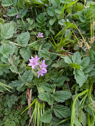 musk stork's-bill