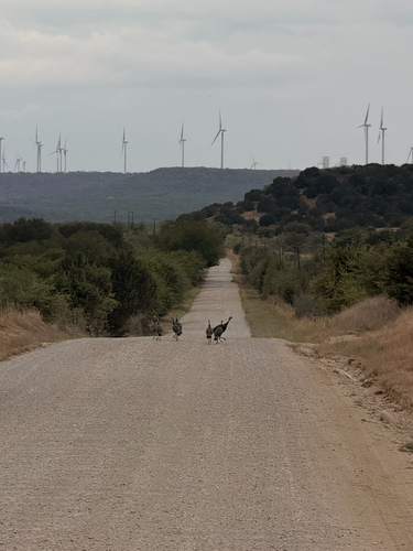 Wild Turkey