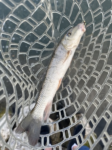 White Sucker
