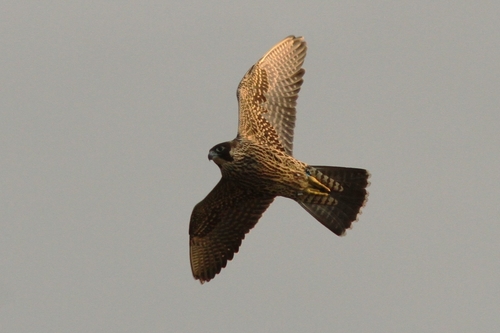 Peregrine Falcon