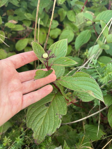 red osier dogwood