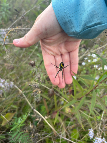 Banded Garden Spider